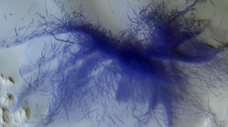ESA uydusu Mars yüzeyindeki “mavi örümceğin” fotoğrafını yakaladı