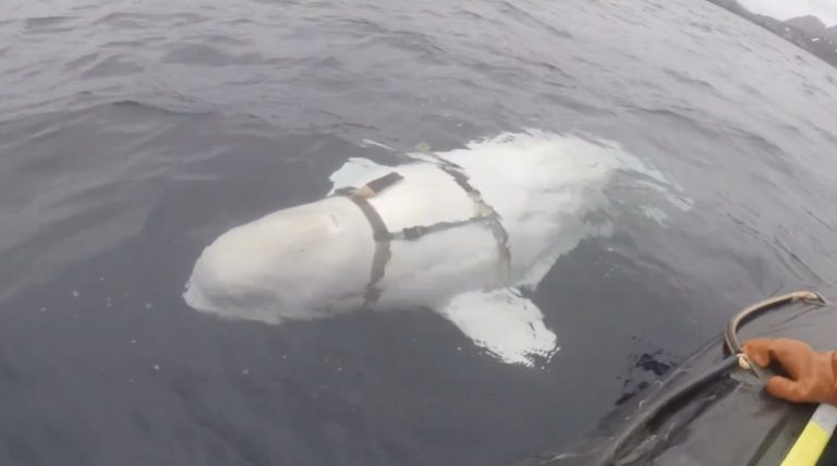 Norveçli balıkçıların yakaladığı beyaz balina Rus casusu olabilir