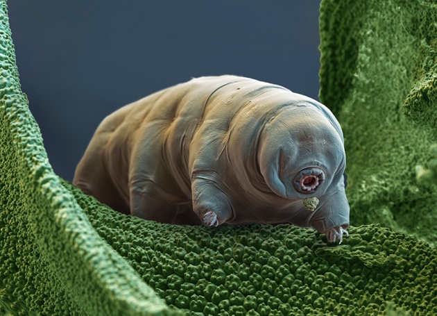 WEB C0089248 Water bear SEM SPL