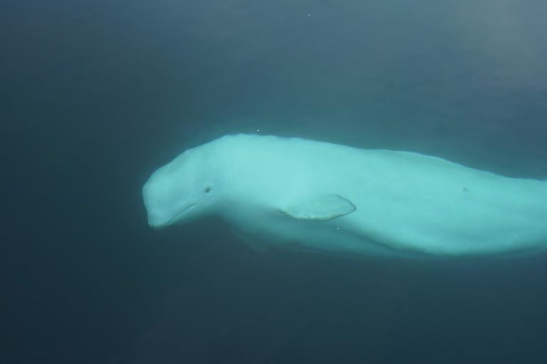 Norveç’te yakalanan ‘casus balina’ yerel halkın sevgilisi oldu