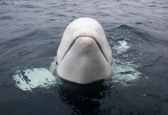 beluga norway spy dijitalx 012 1