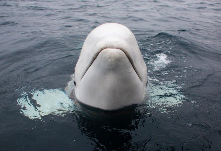 Norveçli gazeteci ‘Rus casusu’ beyaz balinanın sırrını ortaya çıkarmış olabilir