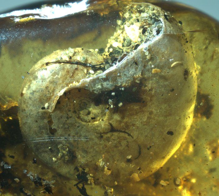 myanmar gastrapod antik kretase fosil kehribar dijitalx 001