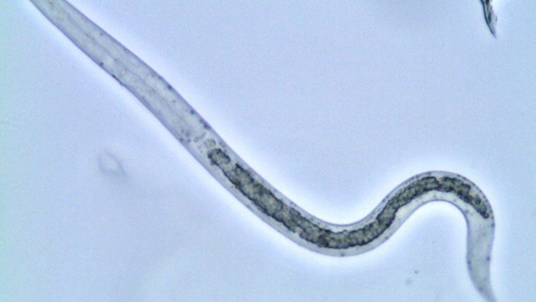 cropped ascaris larva flickr