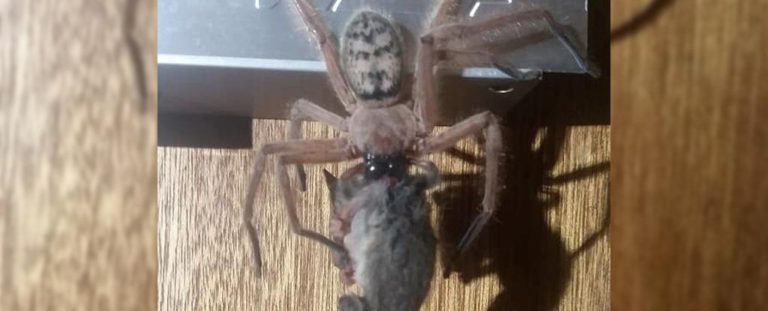 possum orumcek spider dijitalx