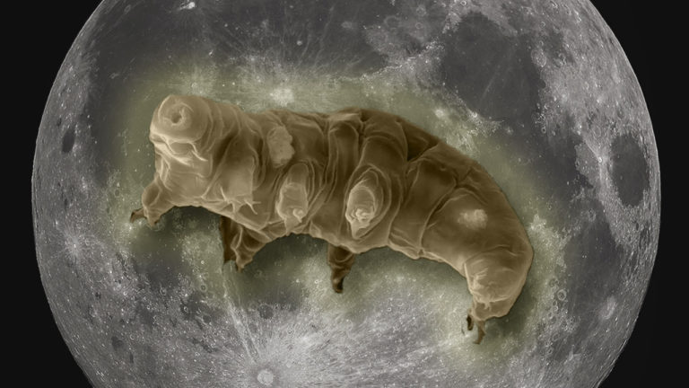 tardigrat moon