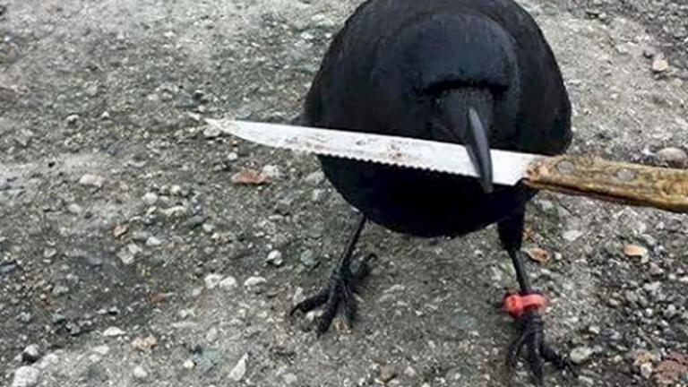 canuck thecrow