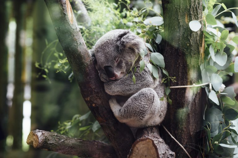 koala pixabay dijitalx avustralya yangin