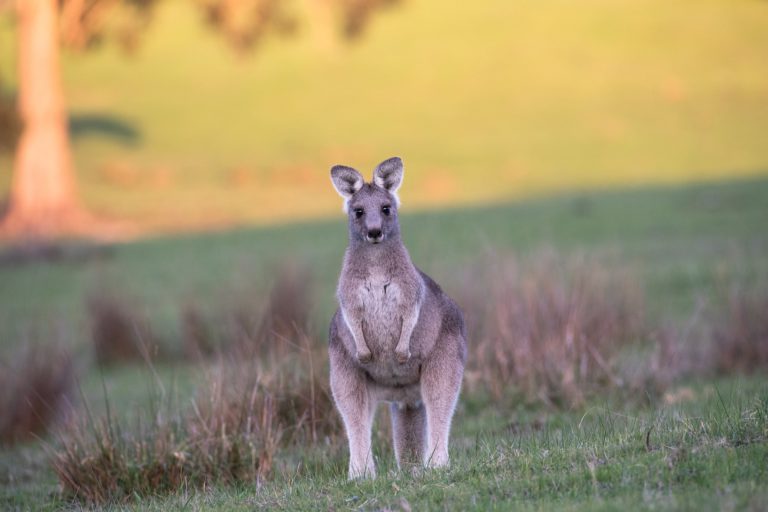 kangaroo avusturalya pixabay dijitalx