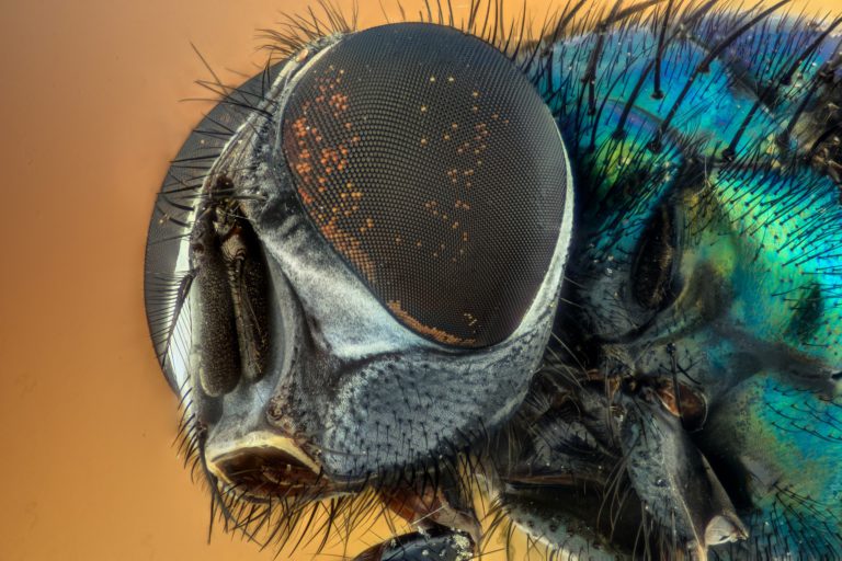 sinek fly bocek pixabay dijitalx