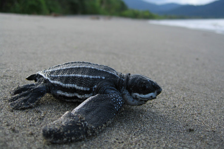 leatherback turtle