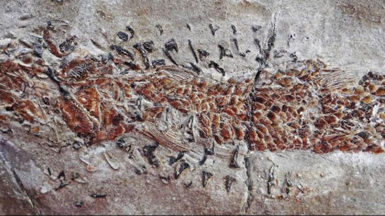 Avcısının Kollarında Parçalanan Balığı Gösteren 200 Milyon Yıllık Fosil