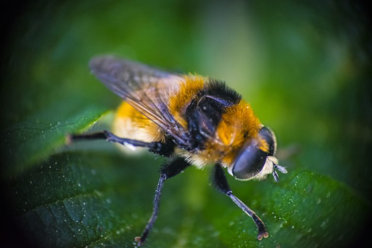 Yaban Arıları Erken Çiçek Açmaları İçin Bitkileri Isırıyor