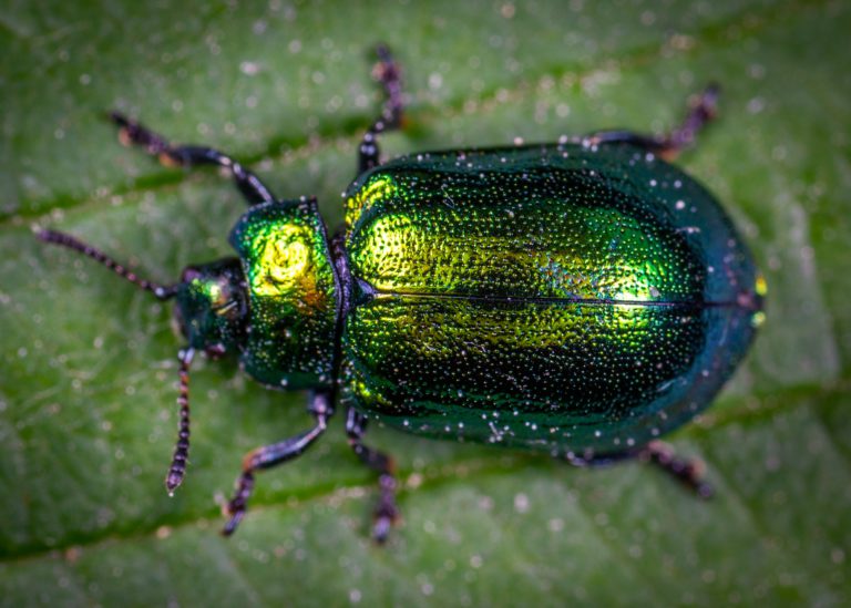 macro photography of jewel beetle on green leaf 1114318 scaled