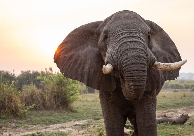 Botswana’da Yüzlerce Fil Gizemli Bir Hastalıktan Ölmüş Olabilir
