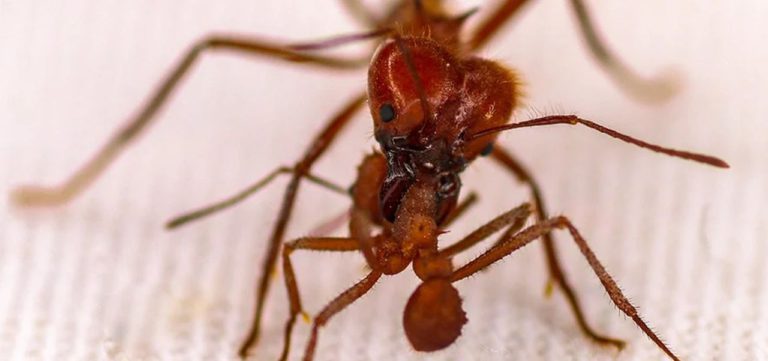 Böcek Aleminde Bir İlk: Biomineral Zırh Kuşanan Karıncalar