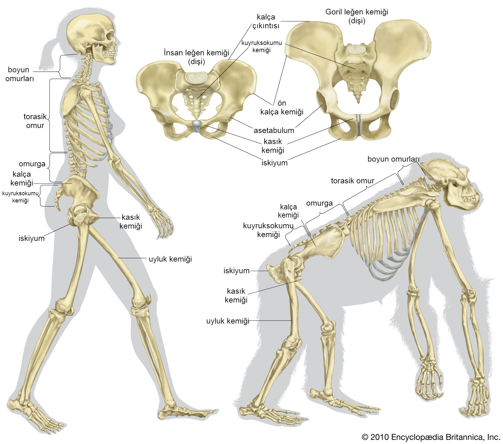 differences human being gorilla structure femurs legs embriyonik