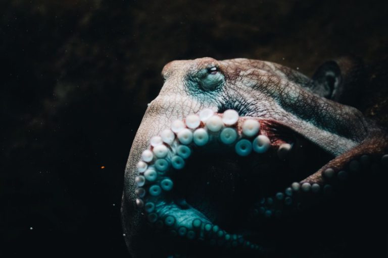 Ahtapotlar Muhtemelen Kızgınlıktan Balıklara “Yumruk Atıyor”