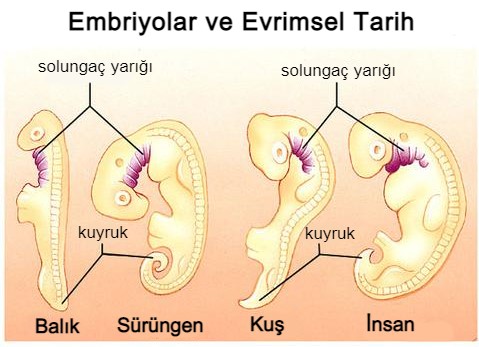 sooon 1 embriyonik