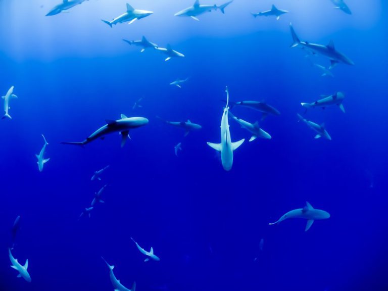 İnsanlık 50 Yılda Köpekbalığı Popülasyonunun Yüzde 70’ini Yok Etti