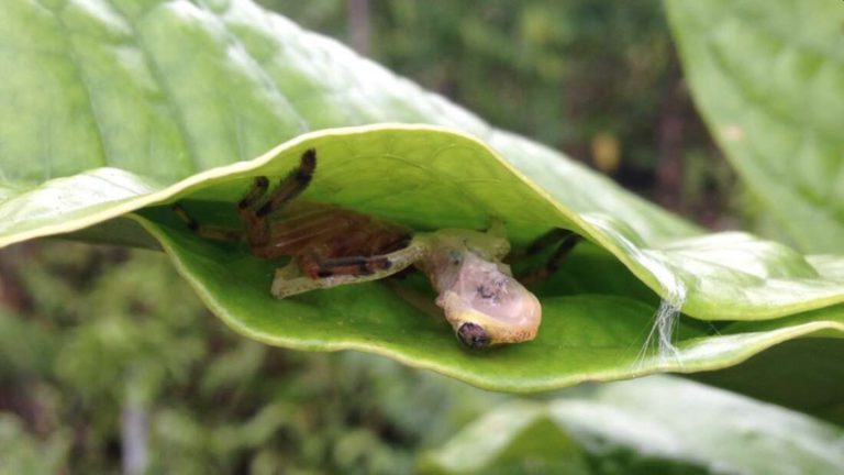 Örümceklerin Yaprakları Birbirine Dikerek Kurbağa Kapanı İnşa Ettiği Gözlemlendi