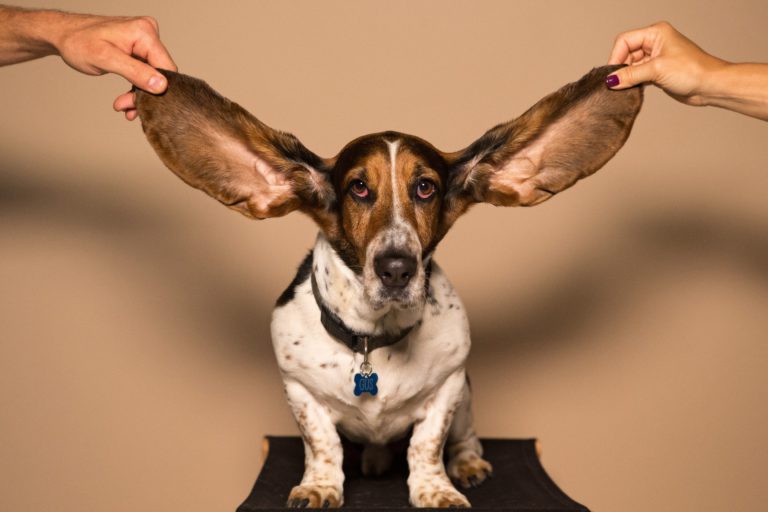 Sağ ve Sol Kulaklarımız Sesi Farklı Şekilde İşler mi?