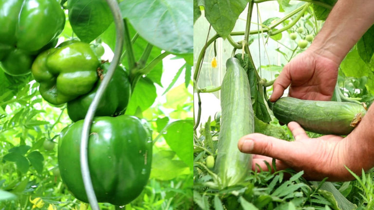 A detailed look at the hobby gardens of the Netherlands: 50 kg of produce in 4 months