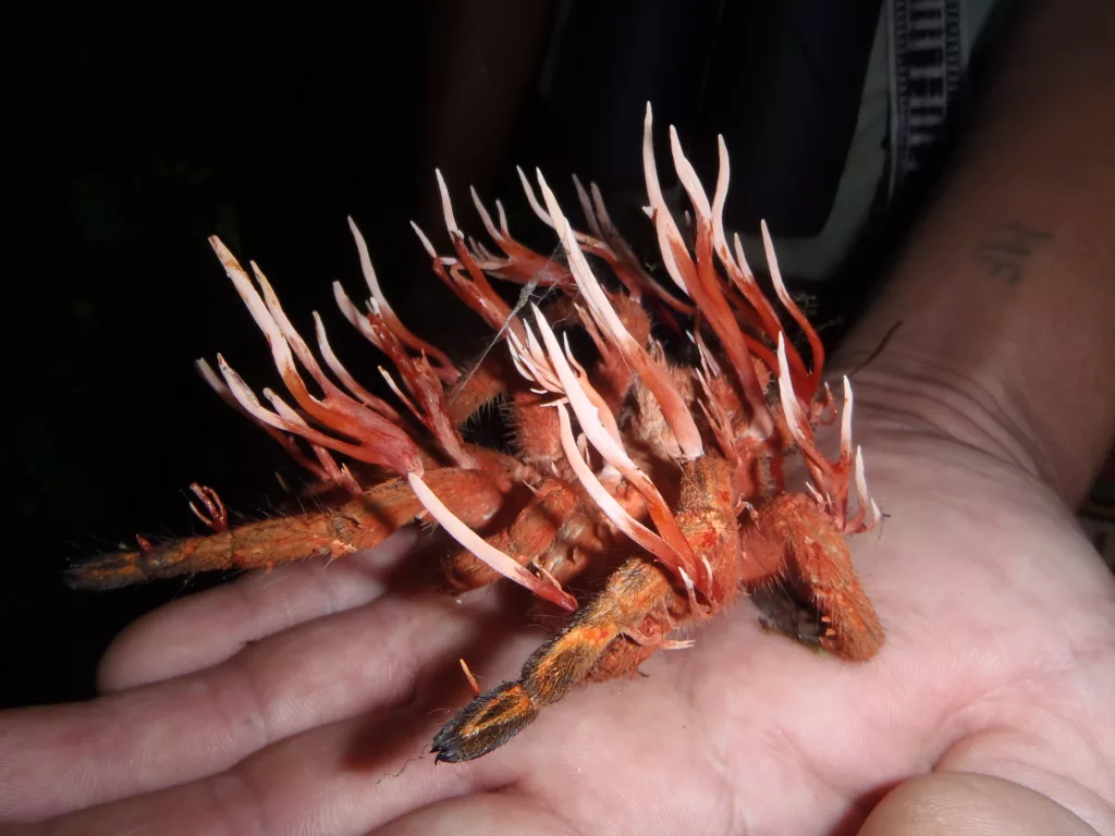 https://tr.wikipedia.org/wiki/Cordyceps#/media/Dosya:Ophiocordyceps_caloceroides.jpg