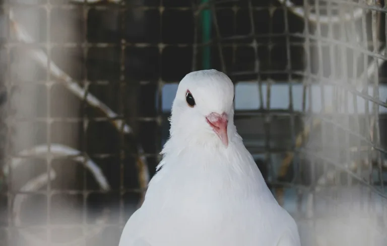 Çin casusu olduğundan şüphe edilen güvercin sekiz ay sonra serbest bırakıldı