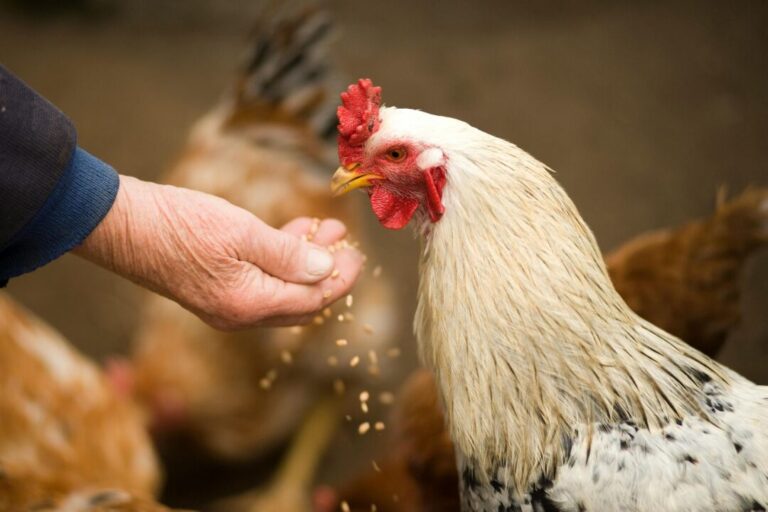 How was chicken domesticated, and where did it spread?